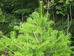 https://upload.wikimedia.org/wikipedia/commons/thumb/9/9a/Abies_holophylla.jpg/240px-Abies_holophylla.jpg