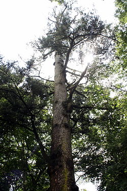https://upload.wikimedia.org/wikipedia/commons/thumb/a/ad/Abies_holophylla_1.JPG/250px-Abies_holophylla_1.JPG