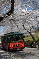 https://upload.wikimedia.org/wikipedia/commons/thumb/0/0d/Sakura_Blossom_%40_Namsan_%2C_Seoul_-_panoramio.jpg/80px-Sakura_Blossom_%40_Namsan_%2C_Seoul_-_panoramio.jpg
