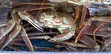 https://upload.wikimedia.org/wikipedia/commons/thumb/2/2f/Daegu_Yeongdeok_crab.jpg/220px-Daegu_Yeongdeok_crab.jpg