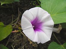 https://upload.wikimedia.org/wikipedia/commons/thumb/3/3f/Ipomoea_batatas_%28Sweet_Potato%29_Flower.jpg/220px-Ipomoea_batatas_%28Sweet_Potato%29_Flower.jpg