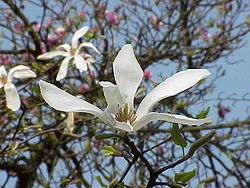 https://upload.wikimedia.org/wikipedia/commons/thumb/a/a0/Magnolia_kobus_borealis2.jpg/250px-Magnolia_kobus_borealis2.jpg