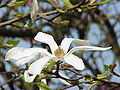https://upload.wikimedia.org/wikipedia/commons/thumb/a/a6/Magnolia_kobus_borealis1.jpg/120px-Magnolia_kobus_borealis1.jpg