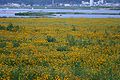 https://upload.wikimedia.org/wikipedia/commons/thumb/a/a8/Korea-Andong-Yellow_flower_field-01.jpg/120px-Korea-Andong-Yellow_flower_field-01.jpg